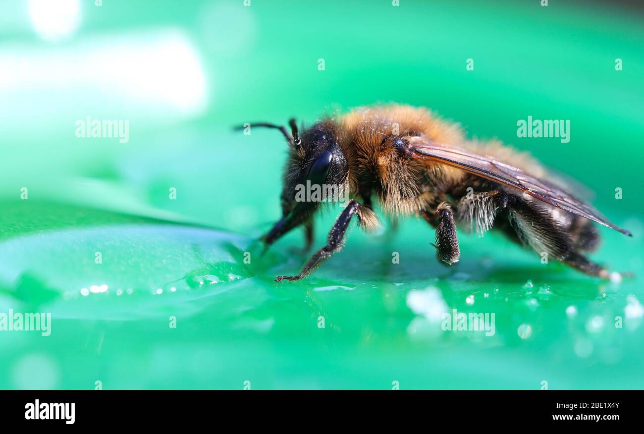 Eine erschöpfte Biene, die sich von Zuckerwasser ernährt Stockfoto