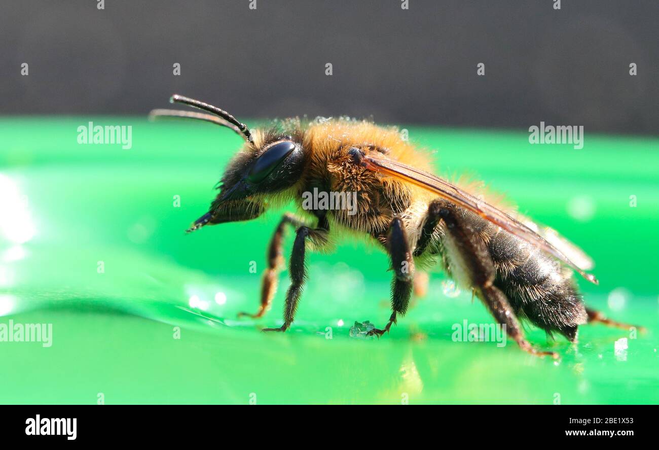 Eine erschöpfte Biene, die sich von Zuckerwasser ernährt Stockfoto