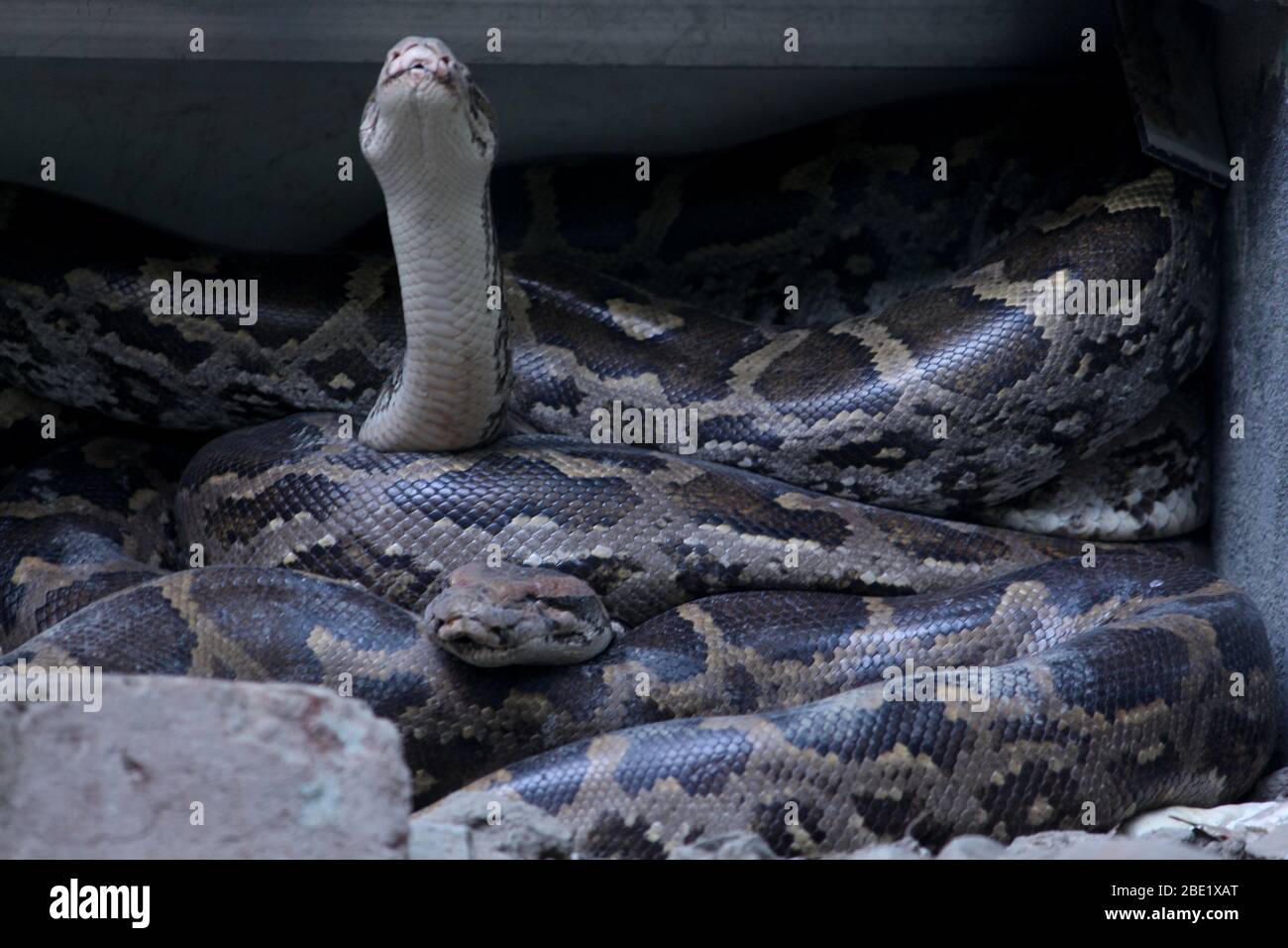 Indische Rock-Python, Schlange im Nationalpark, Selective Fokus mit Unschärfe Hintergrund. Stockfoto