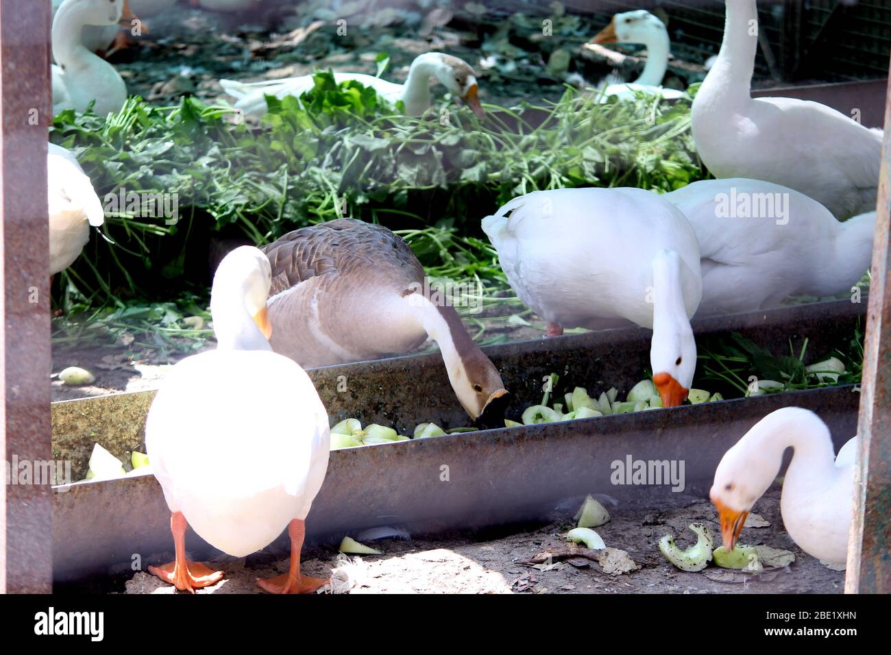 Weiße Enten essen Nahrung im Käfig, Schwarm von Ente, selektive Fokus mit Unschärfe Hintergrund. Stockfoto