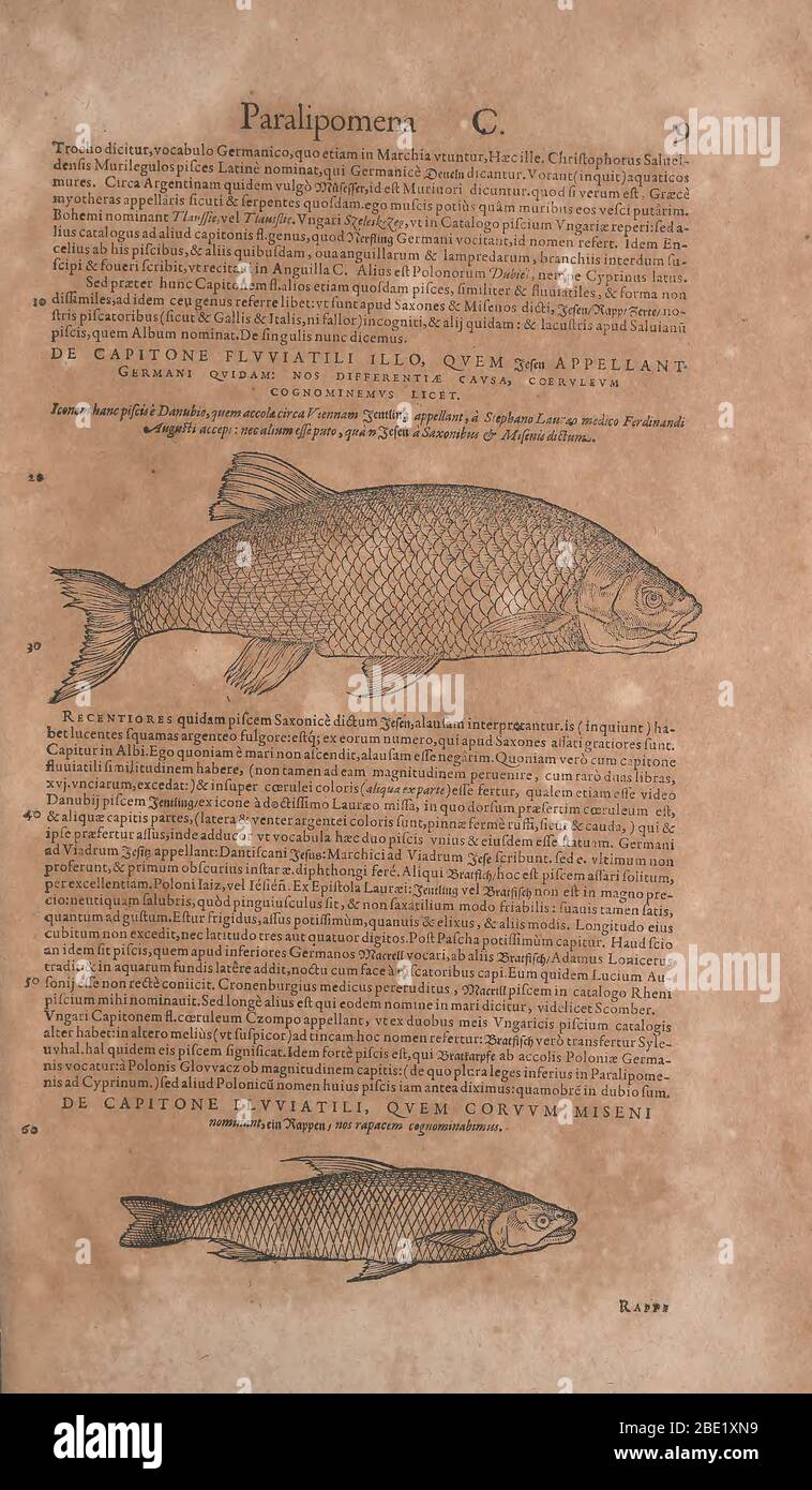 Historia animalium ('Geschichte der Tiere'), erschienen 1551–1558 und 1587, von Conrad Gessner. Stockfoto