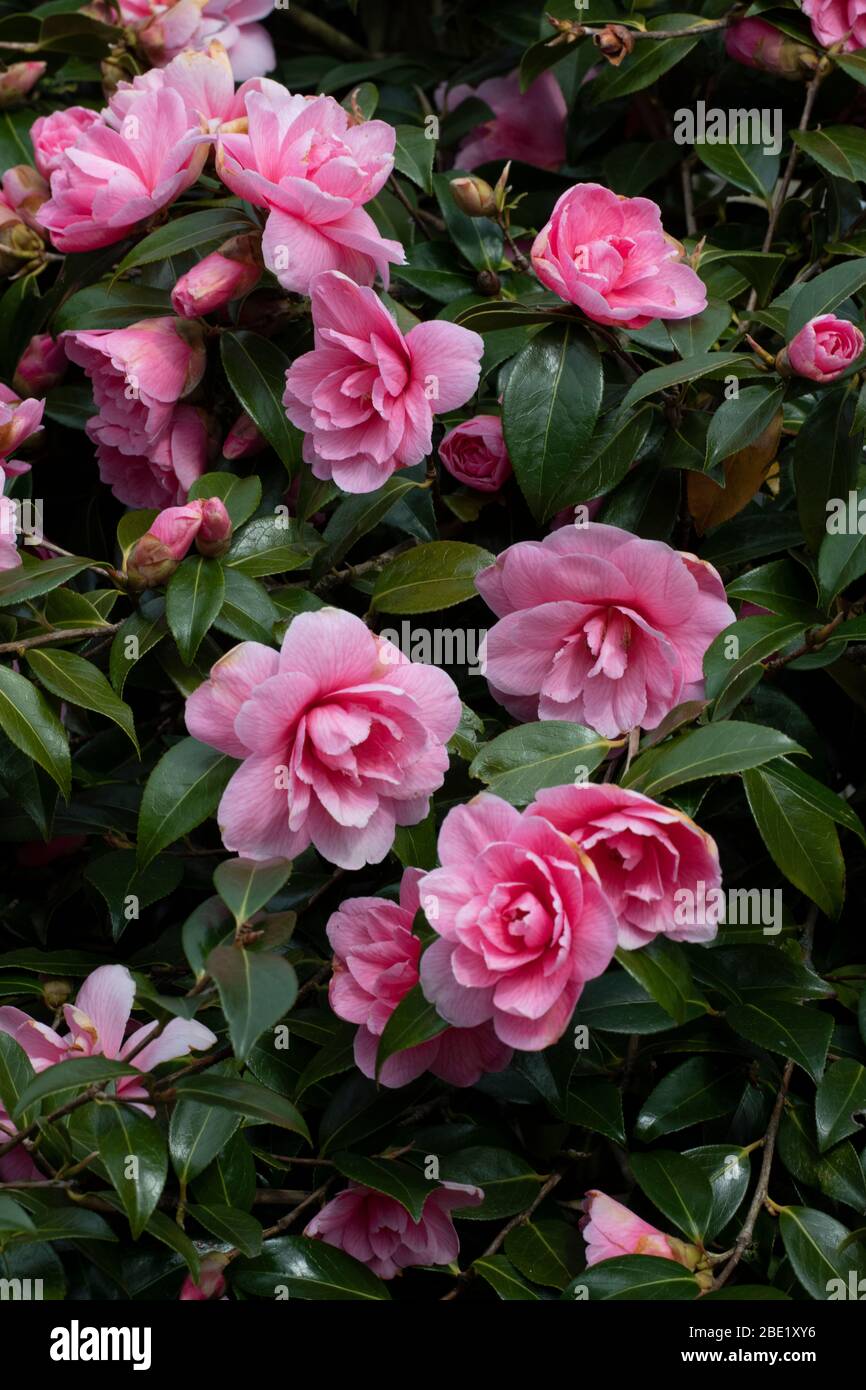 Camellia × williamsii 'Donation', Blumen Stockfoto