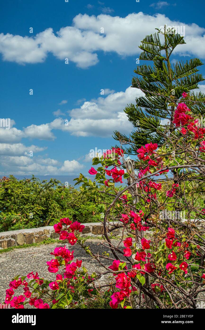 Rosa Blumen und grüne Bäume auf St. Martin Hill Stockfoto