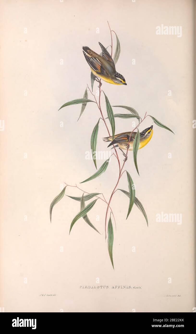 The Birds of Australia von John Gould Stockfoto