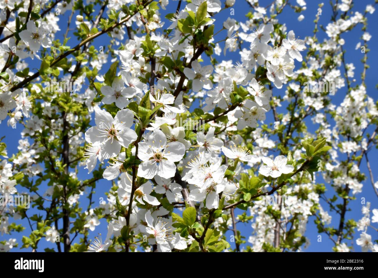 Frühlingsklassen. Blühende Bäume mit kleinen Blättern und blauem Himmel Hintergrund Stockfoto