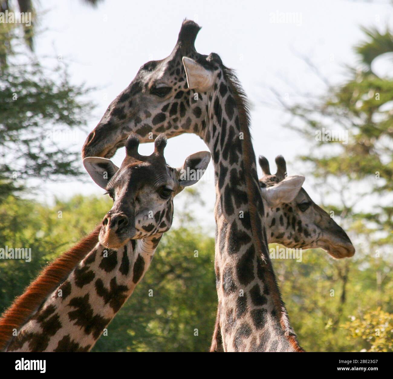 Die größte Unterart ist die Nahaufnahme einer Masai-Giraffe (Giraffa camelopardalis tippelskirchi), auch bekannt als Maasai-Giraffe oder Kilimandscharo-Giraffe Stockfoto