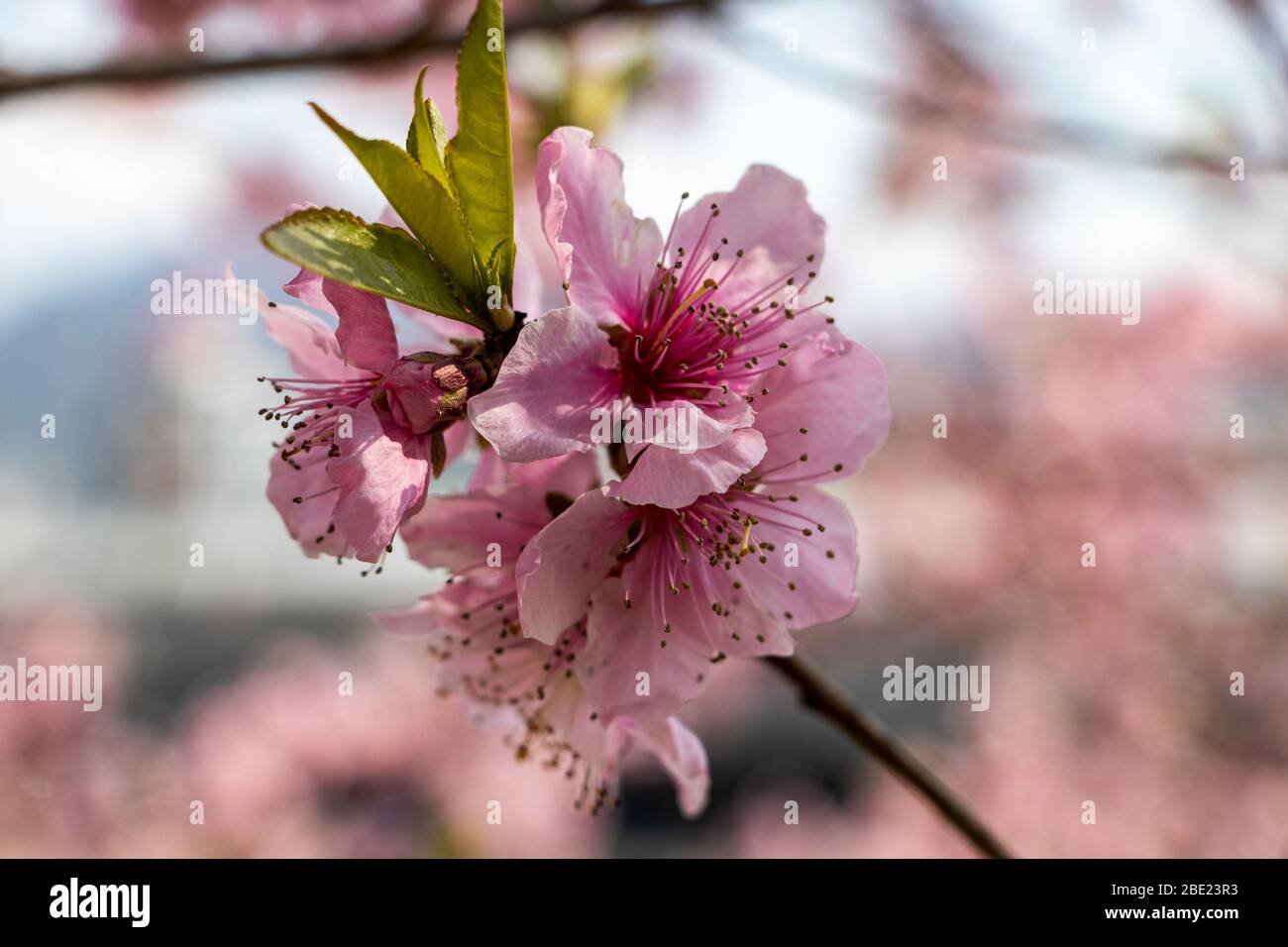 Rosa Pfirsichblüten im Frühjahr Stockfoto