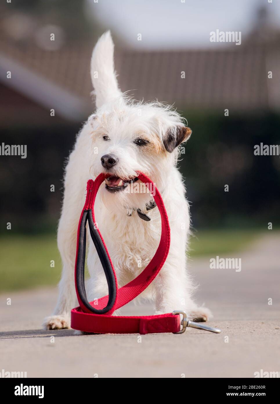 Schlumpf der ausführende Hund - der Parson Russell Terrier hat den  Guinness-Weltrekord für die meisten Tricks in 1 Minute Stockfotografie -  Alamy