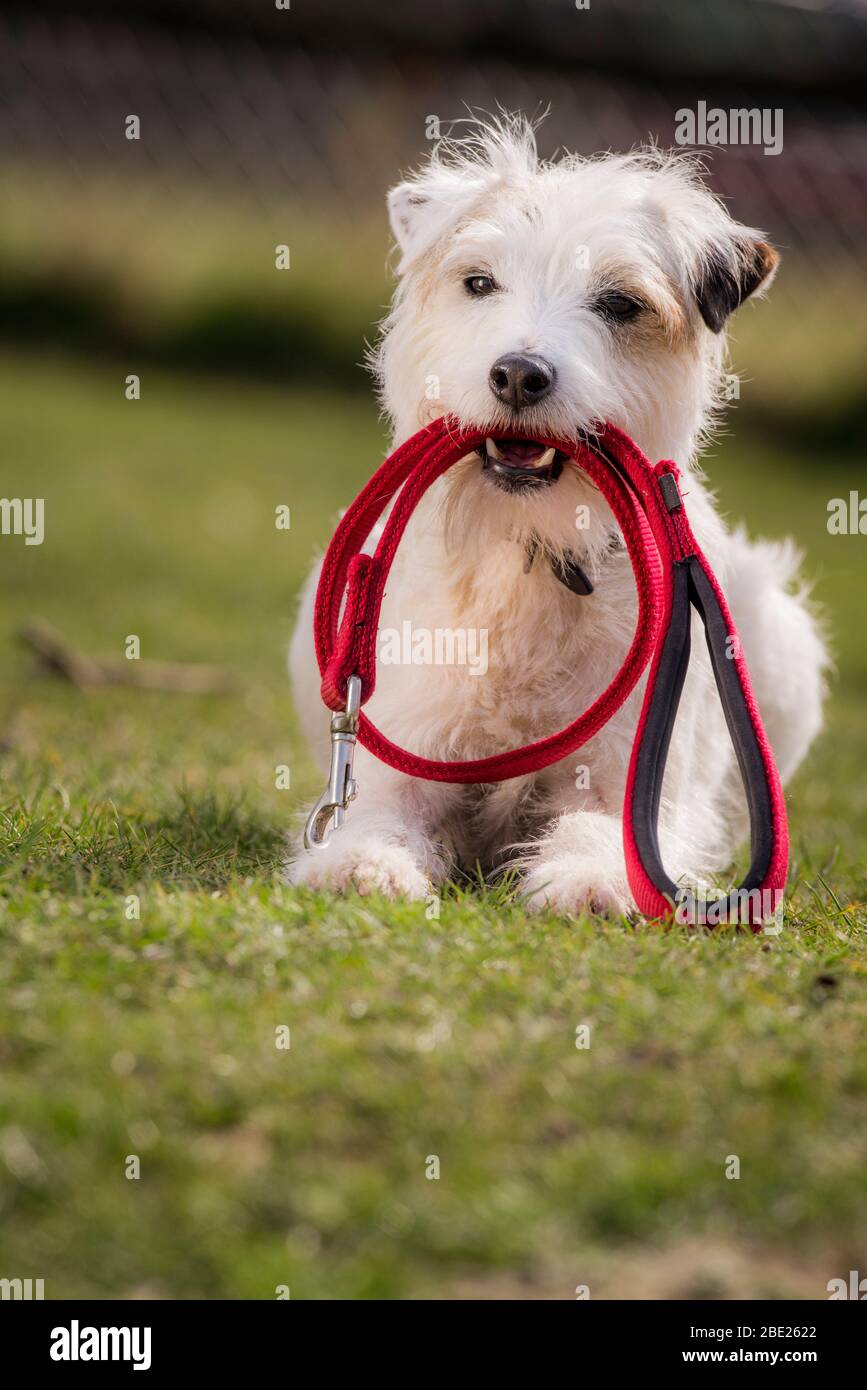 Schlumpf der ausführende Hund - der Parson Russell Terrier hat den Guinness-Weltrekord für die meisten Tricks in 1 Minute. Stockfoto