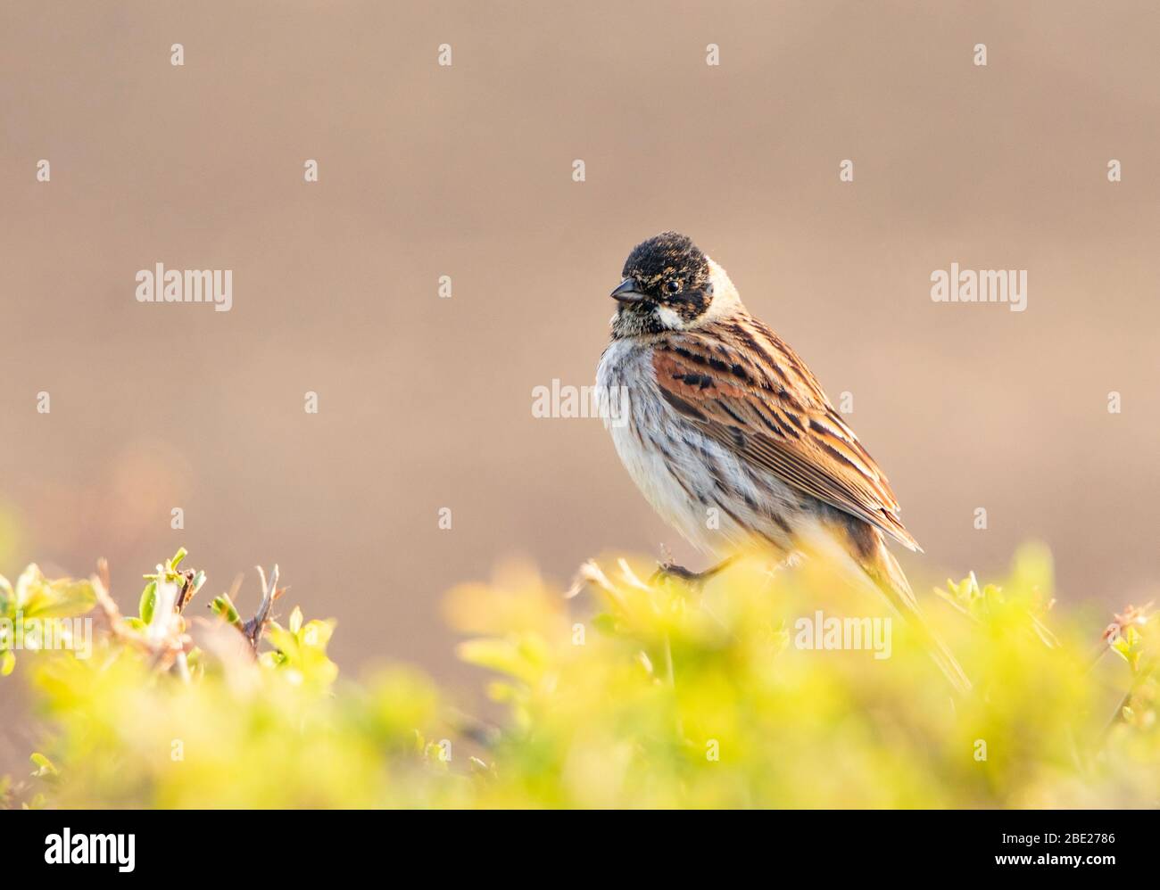 Gewöhnlicher Schilfhämmer, Emberiza Schoeniclus, auf einer Hecke in der Nähe von Meppershall, Bedfordshire, Großbritannien Stockfoto