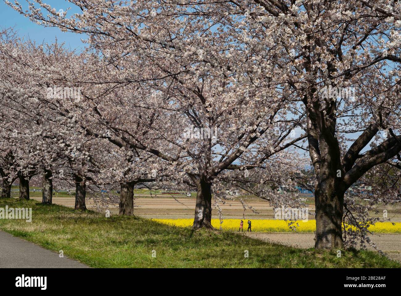 Tsuruoka, Präfektur Yamagata, Japan. April 2020. Die Kirschblütensaison zieht die Zuschauer in Tsuruoka in der Präfektur Yamagata, Japan, an. Die Leute stellten sich heraus, das Spektakel über das Osterwochenende trotz des Coronavirus zu sehen. In den letzten Tagen haben die Isolationsmaßnahmen zur Bekämpfung der eskalierenden Anzahl von Fällen in Japan weiter gedauert. Mehrere Präfekturen (Staaten) haben Sofortmaßnahmen ergriffen, aber bisher nicht eingeschlossen Yamagata. Quelle: ZUMA Press, Inc./Alamy Live News Stockfoto