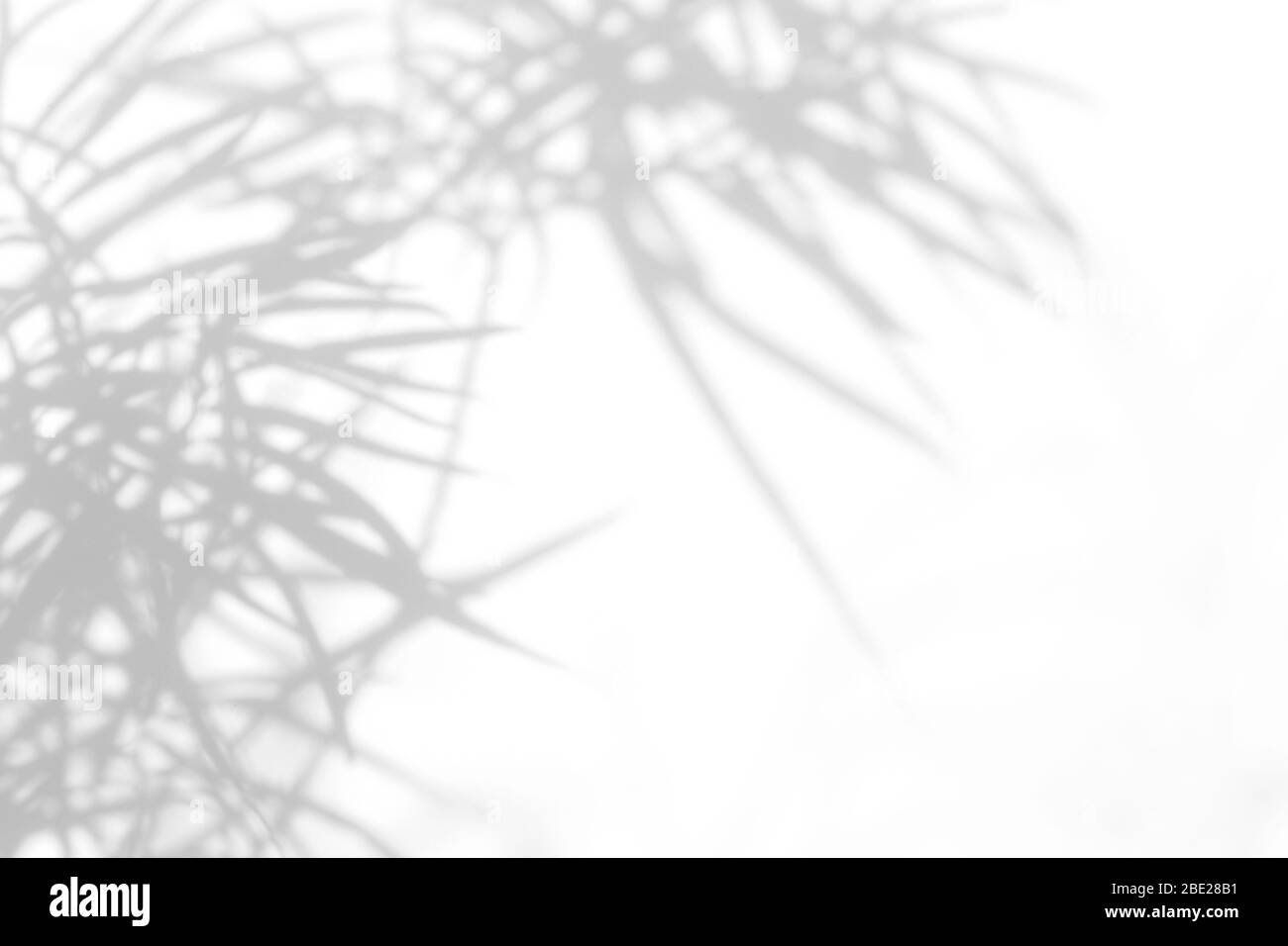 Overlay-Effekt für Foto. Nadeln von Thuja grauem Schatten an einer weißen Wand. Abstrakter neutraler Natur Konzepthintergrund. Leerzeichen für Text. Stockfoto