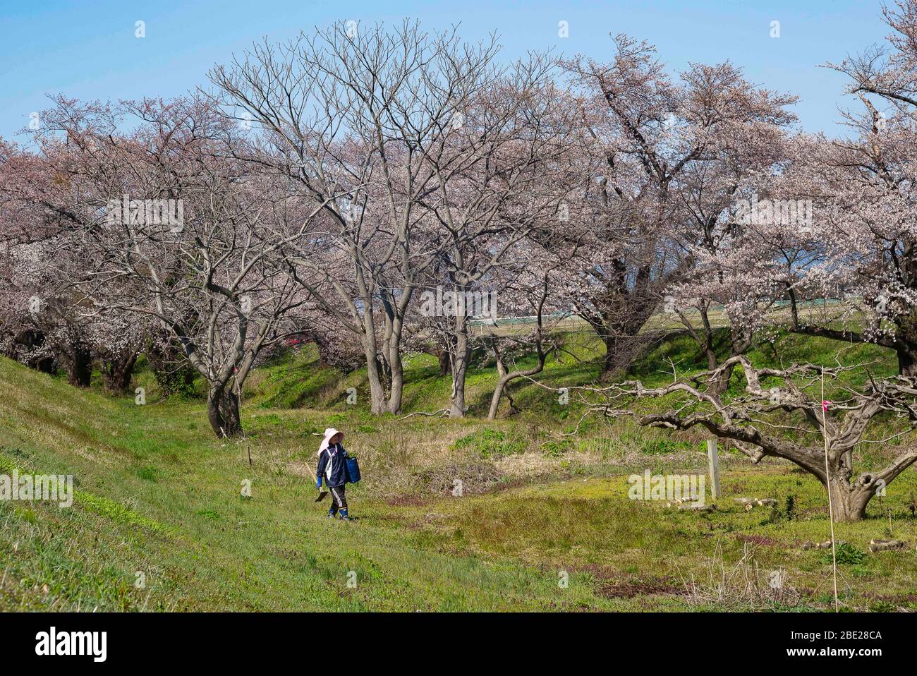 Tsuruoka, Präfektur Yamagata, Japan. April 2020. Die Kirschblütensaison zieht die Zuschauer in Tsuruoka in der Präfektur Yamagata, Japan, an. Die Leute stellten sich heraus, das Spektakel über das Osterwochenende trotz des Coronavirus zu sehen. In den letzten Tagen haben die Isolationsmaßnahmen zur Bekämpfung der eskalierenden Anzahl von Fällen in Japan weiter gedauert. Mehrere Präfekturen (Staaten) haben Sofortmaßnahmen ergriffen, aber bisher nicht eingeschlossen Yamagata. Quelle: ZUMA Press, Inc./Alamy Live News Stockfoto
