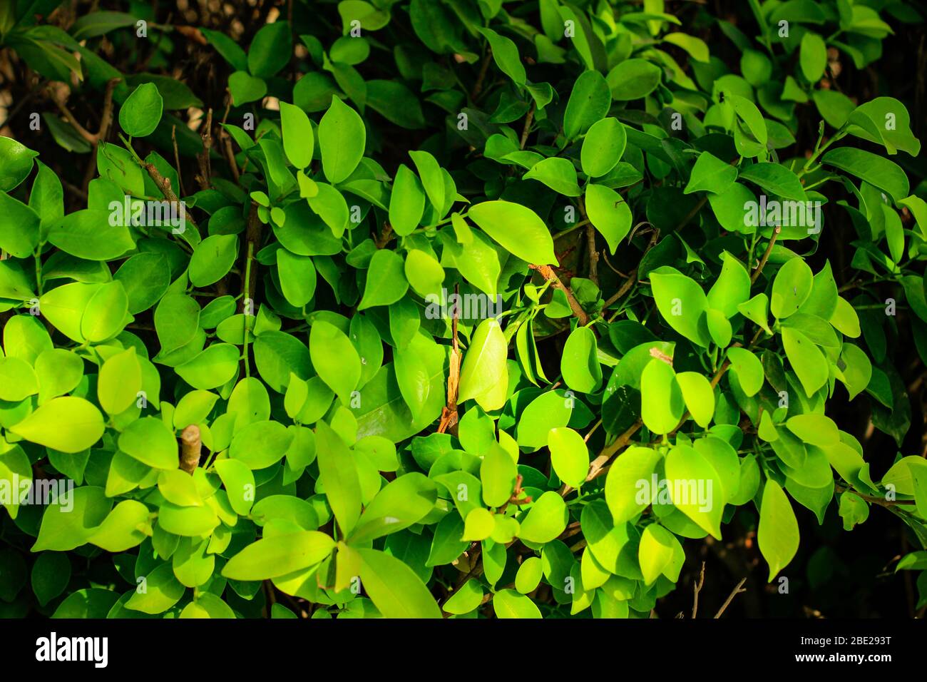 Wunderschöne Natur Stockfoto