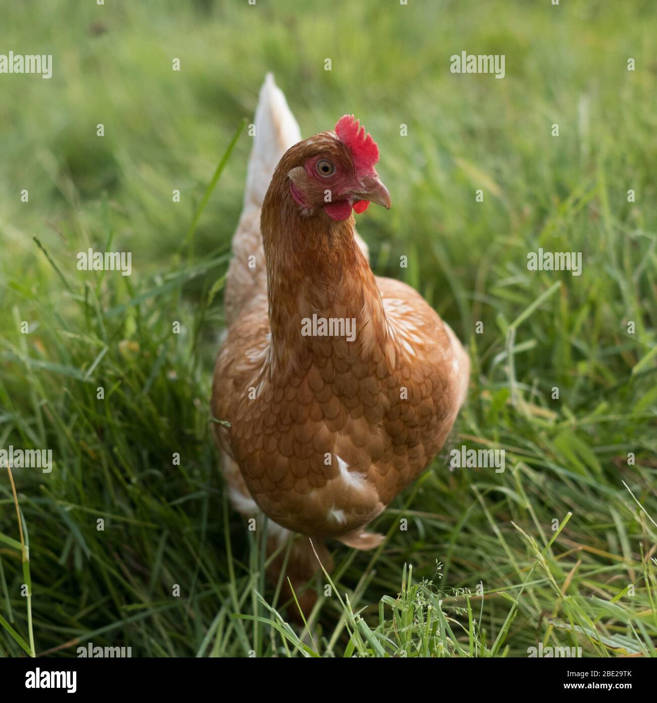 Hühner auf der Hillside Farm, Bryher, Isles of Scilly Stockfoto