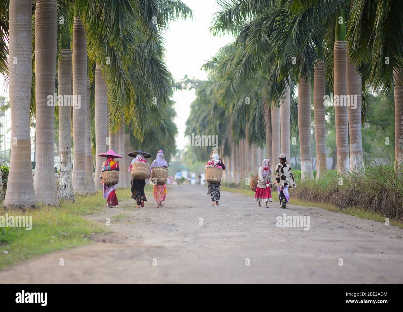 Teegarten Arbeiter auf ihrem Weg, um Blätter bei Assam zupfen. Stockfoto