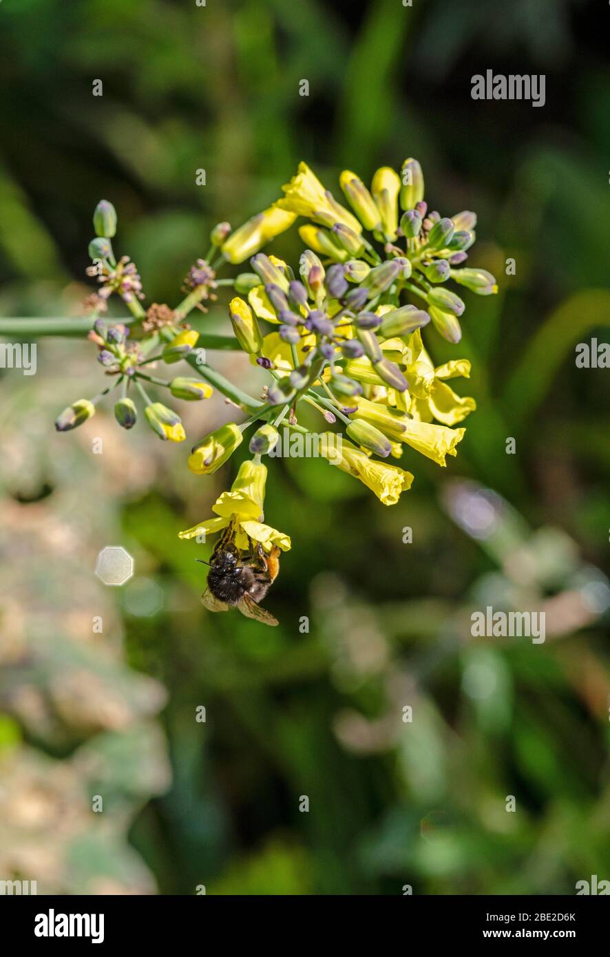 Biene auf Blumenkohl Stockfoto