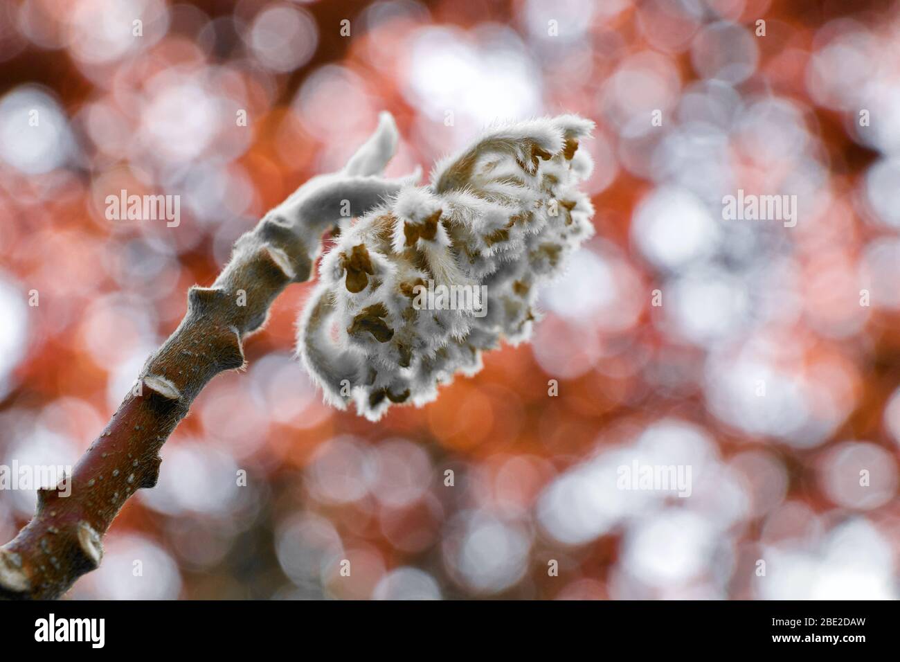 Edgeworthia chrysantha aus der Nähe mit einem Kirschpflaumenbaum in Der Hintergrund Stockfoto