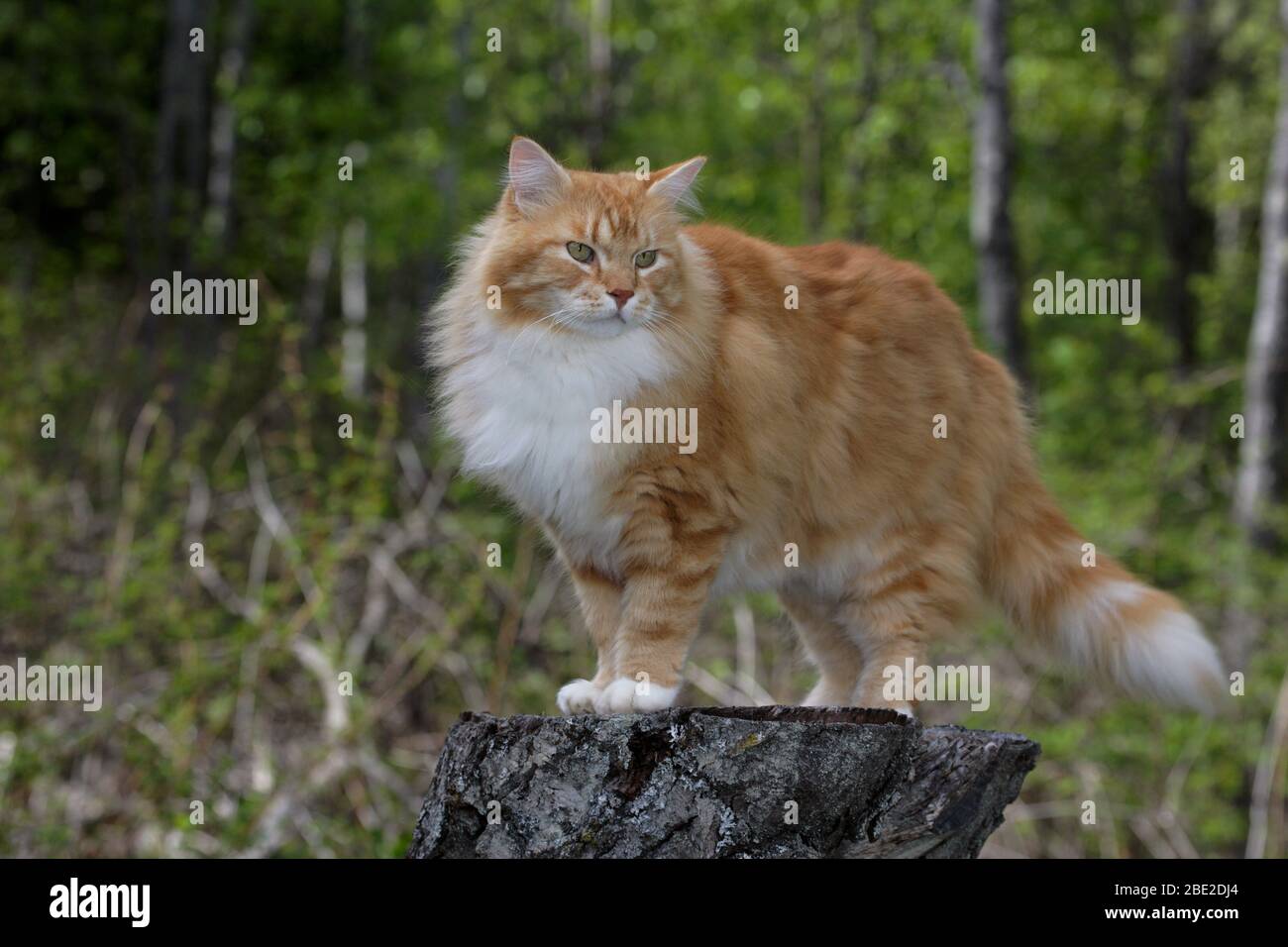 Schöne Ingwer tabby Tom Cat Ingwer und weiß auf einem Weidenbaum Stumpf, beobachten Stockfoto