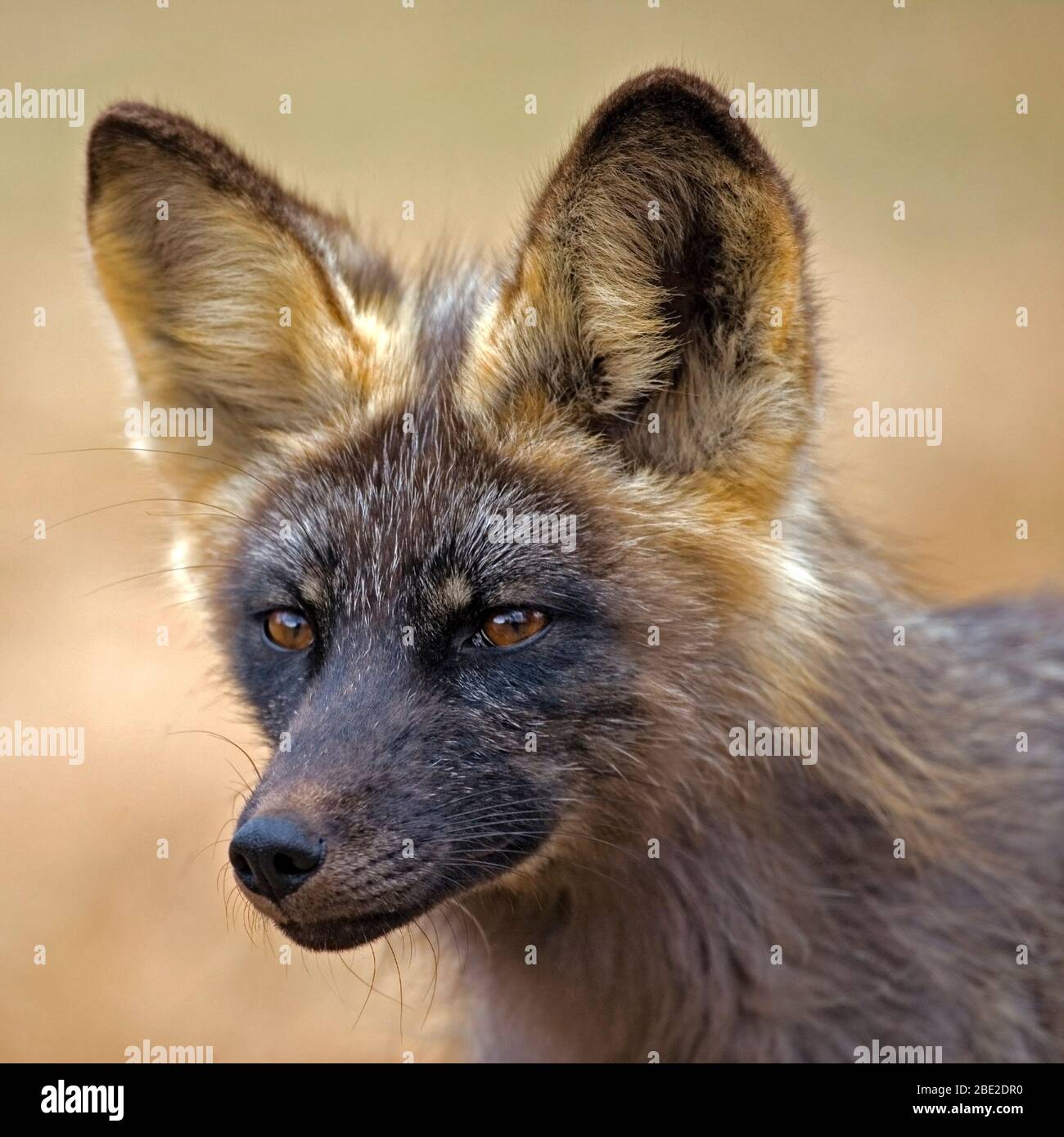 Rotfuchs schwarze Phase, Weibchen auf Wiese stehend, Portrait Nahaufnahme Stockfoto