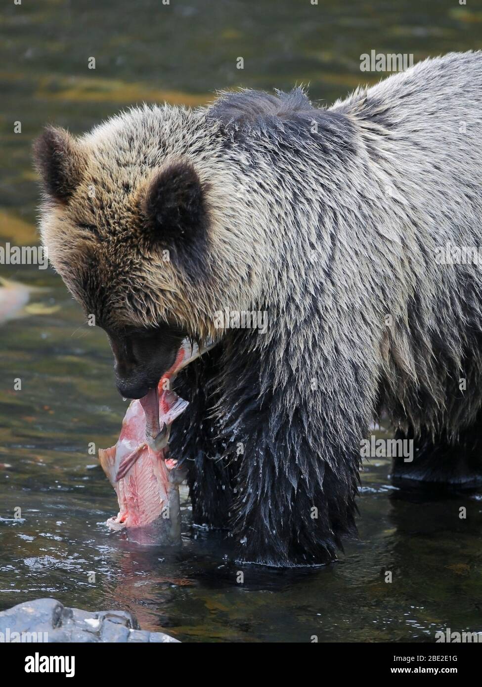 Junger Grizzly Bär im Fluss, einen Sockeye Lachs zu essen. Stockfoto