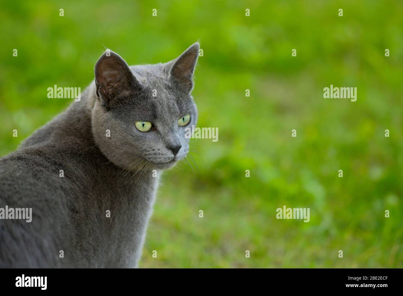 Junge graue Katze mit schönen Augen im Freien, Porträt Nahaufnahme Stockfoto