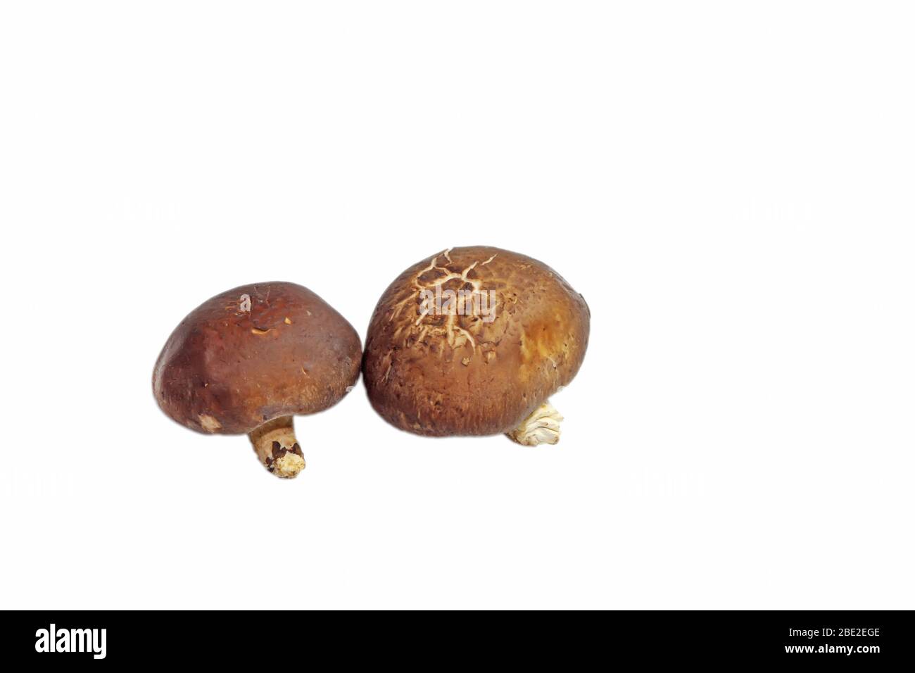 Nahaufnahme von getrockneten Pilzen auf weißem Hintergrund Stockfoto