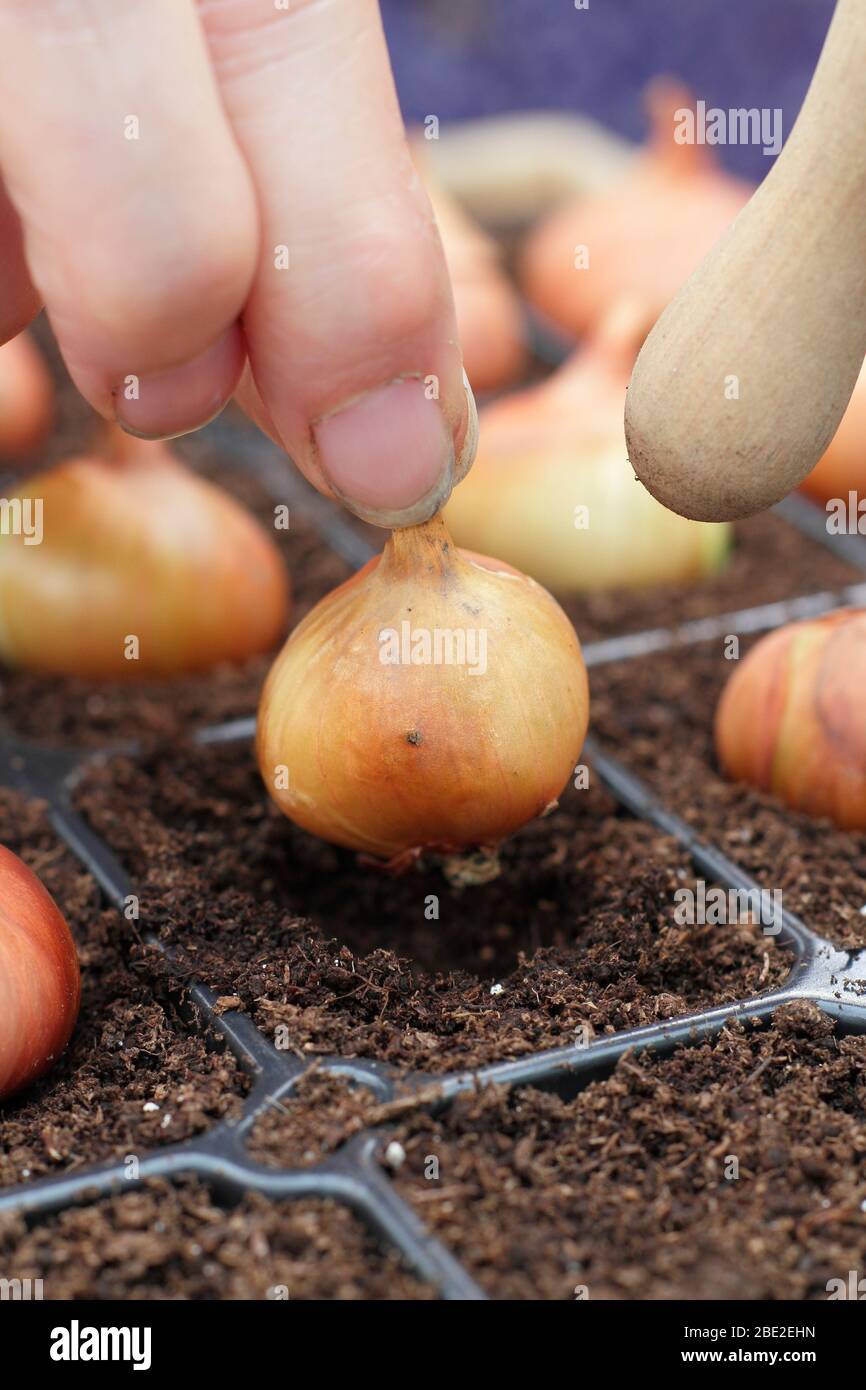 Allium cepa var. aggregatum 'Golden Gourmet'. Bepflanzung ab Schalotte in modularen Tabletts mit abgerundeten Ende eines dibber UK gesetzt Stockfoto