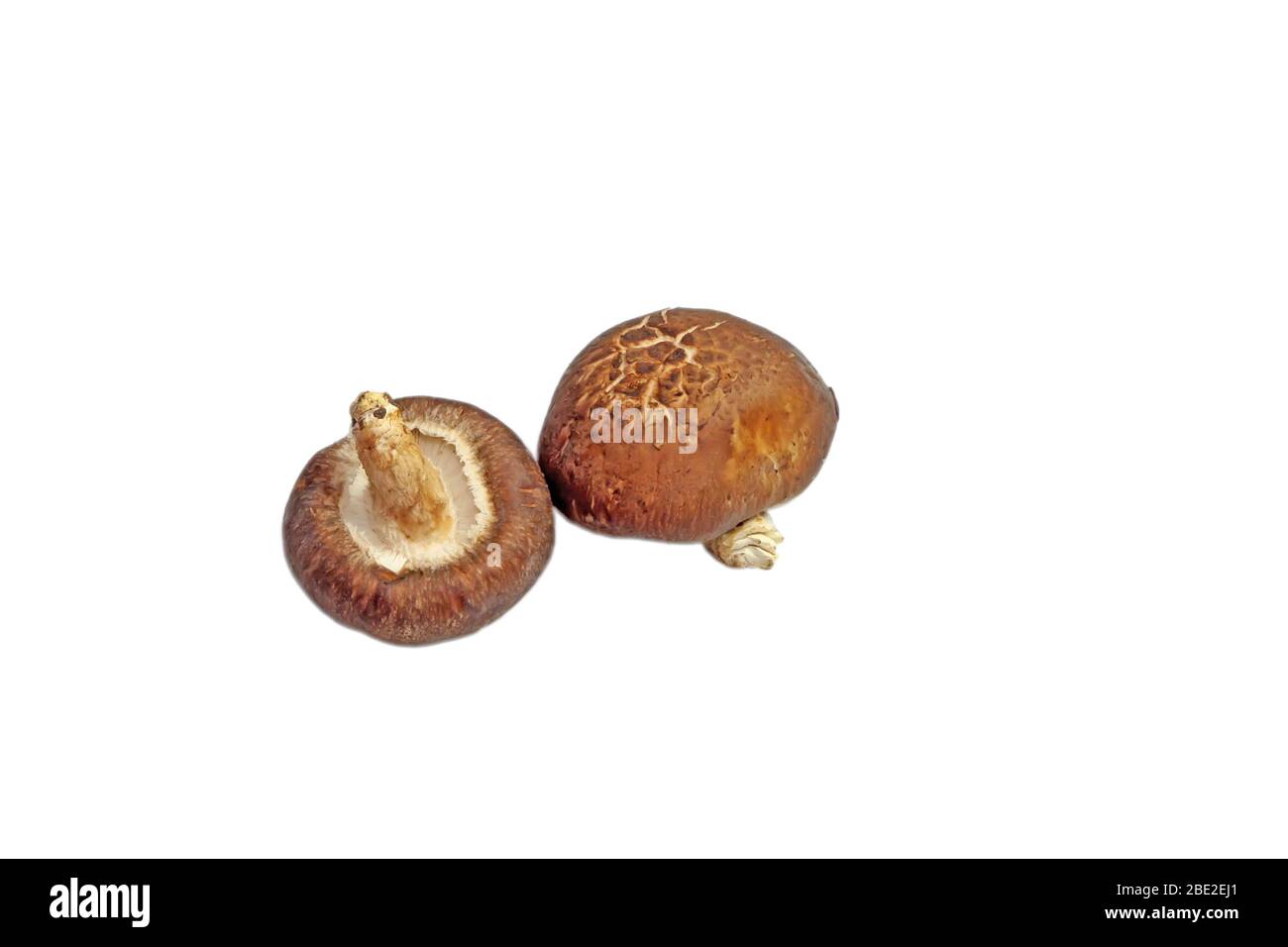 Nahaufnahme von getrockneten Pilzen auf weißem Hintergrund Stockfoto