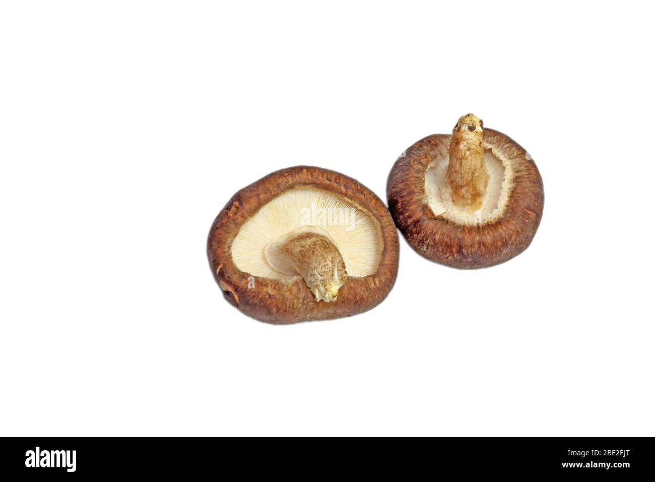 Nahaufnahme von getrockneten Pilzen auf weißem Hintergrund Stockfoto