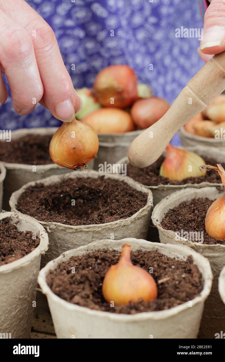 Allium cepa var. aggregatum 'Golden Gourmet'. Bepflanzung Schalotte setzt in biologisch abbaubaren Töpfen mit einem dibber. GROSSBRITANNIEN Stockfoto