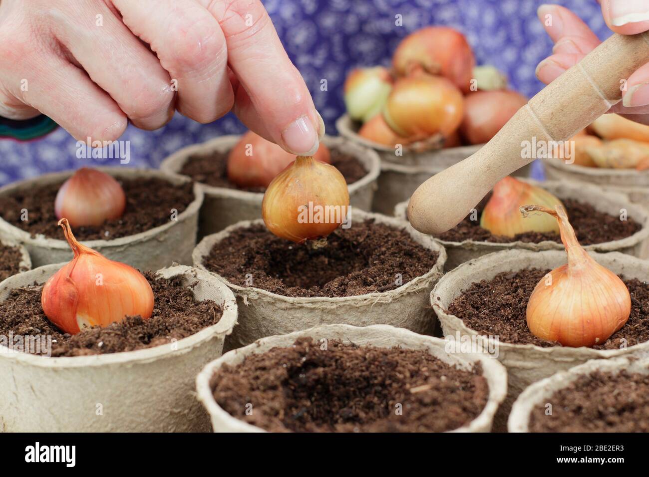 Allium cepa var. aggregatum 'Golden Gourmet'. Bepflanzung Schalotte setzt in biologisch abbaubaren Töpfen mit einem dibber. GROSSBRITANNIEN Stockfoto