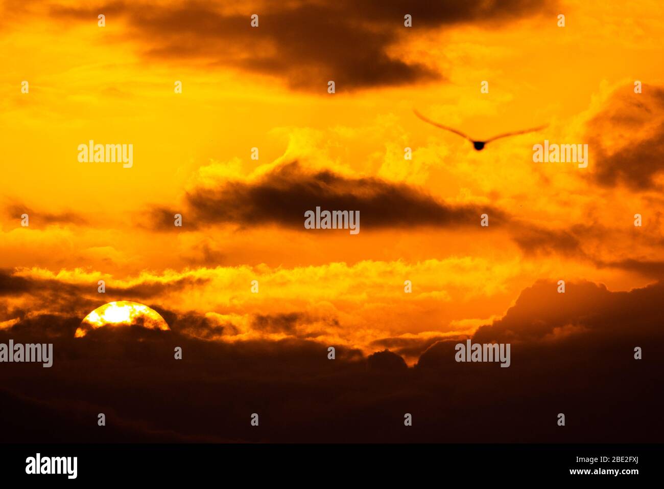 Möwe fliegt in einem wunderschönen Sonnenuntergang mit einer riesigen Sonne im Hintergrund. Schöner Sonnenuntergang mit orangefarbenen Wolken in der goldenen Stunde. Stockfoto