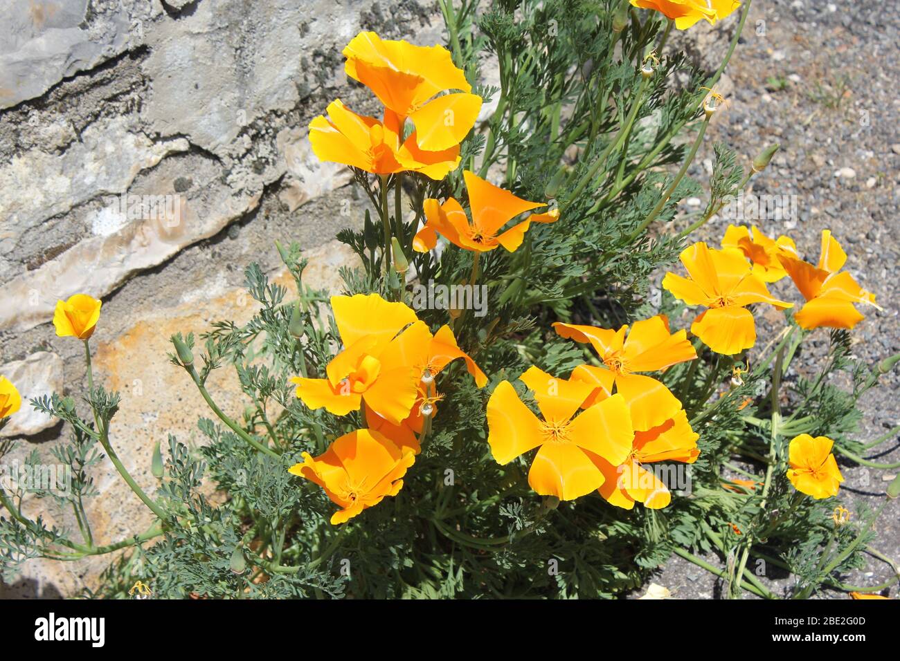 Gruppe von kalifornischen Mohnblumen Stockfoto