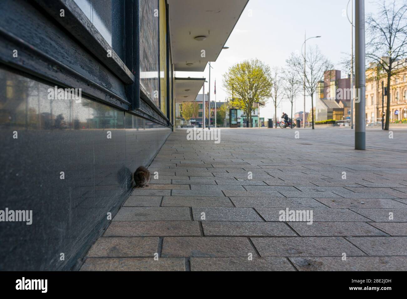 Ratte im Stadtzentrum, Hull, Großbritannien Stockfoto