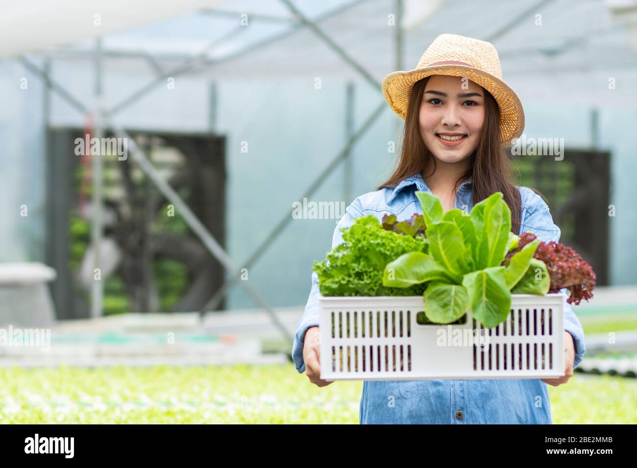Gesunde Ernährung Bio-Gemüse-Bauernhof, glücklich attraktive Frau Besitzerin Kiste voll von hydroponischem Gemüse, halten und kombinieren Pflanzen im Korb in der gree Stockfoto