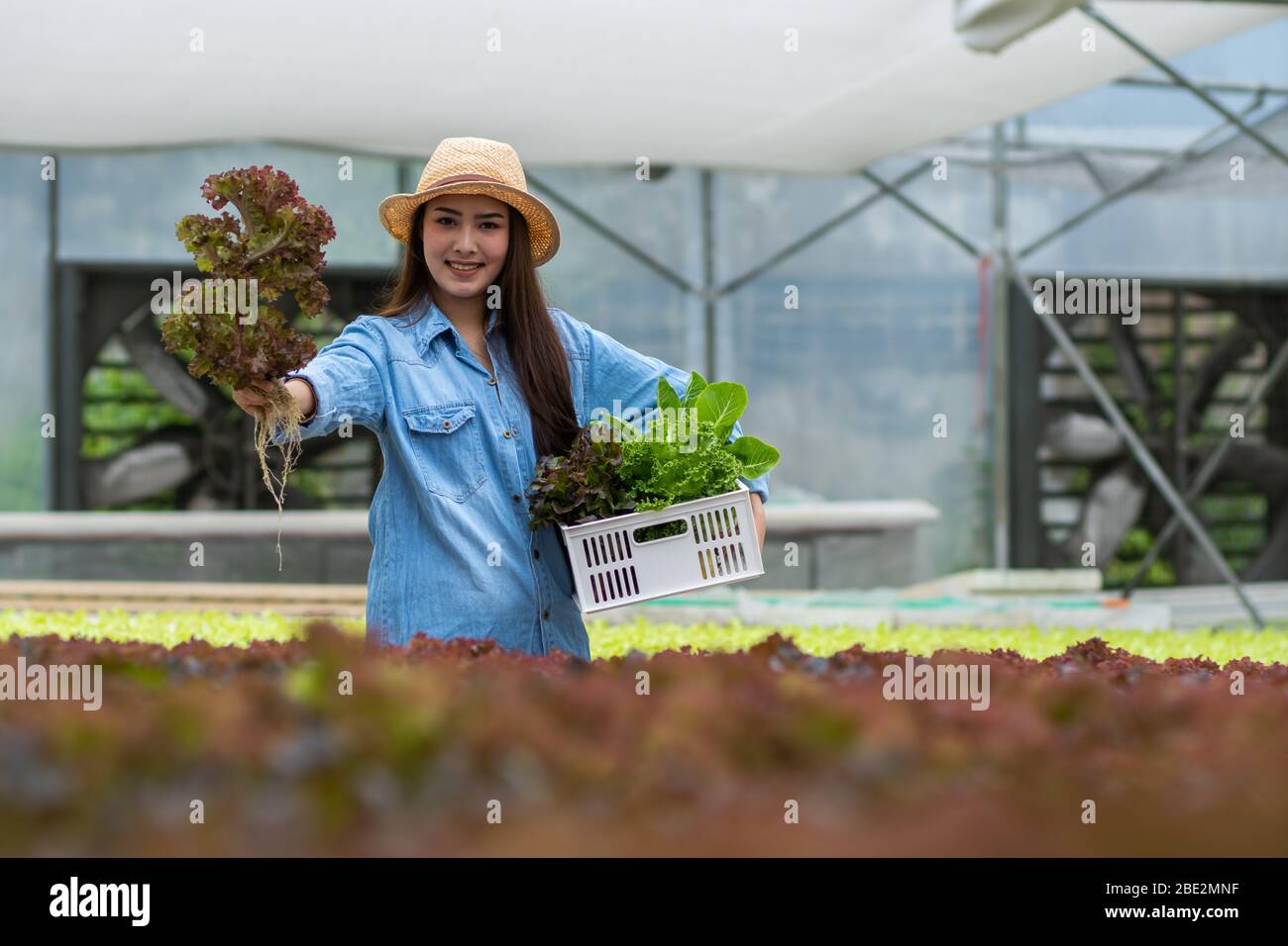 Gesunde Ernährung Bio-Gemüse-Bauernhof, glücklich attraktive Frau Besitzerin Kiste voll von hydroponischem Gemüse, halten und kombinieren Pflanzen im Korb in der gree Stockfoto