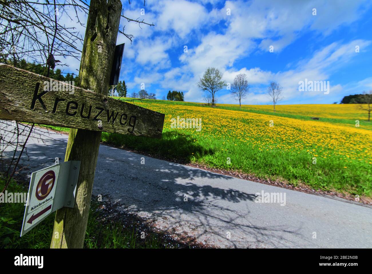 Löwenzahn-Felder auf dem Wanderweg und Wandern im sauerland, deutschland Stockfoto