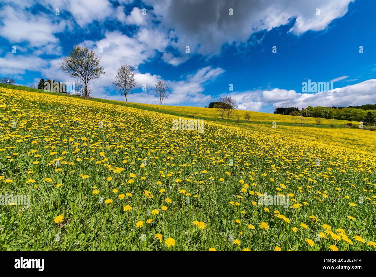 Löwenzahn-Felder auf dem Wanderweg und Wandern im sauerland, deutschland Stockfoto