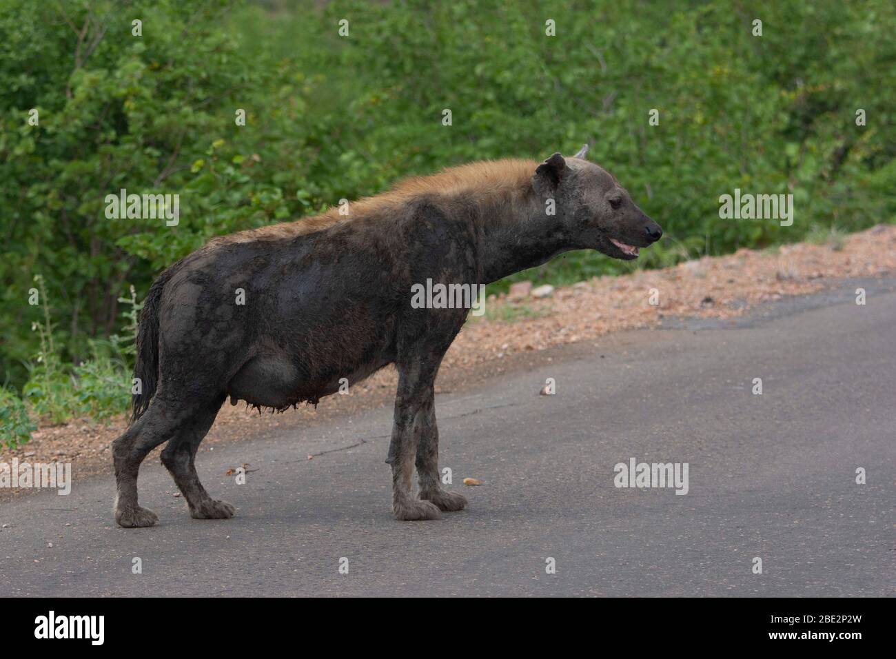 Eine schwangere, geseckte Hyäne, die auf einer Straße voller Stimmung ist. Stockfoto