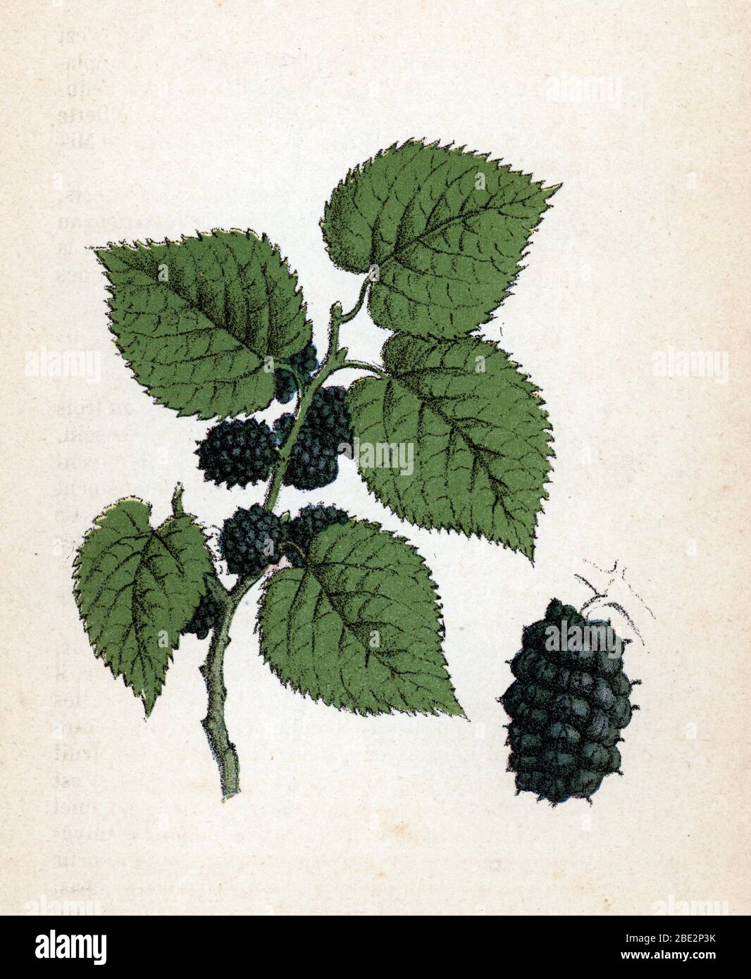 'Murier noir' (Morus nigra ou black Mulberry) Planche de botanique tiree de 'Atlas colorie des plantes medicinales' de Paul Hariot, 1900 (Botanischer Pl Stockfoto