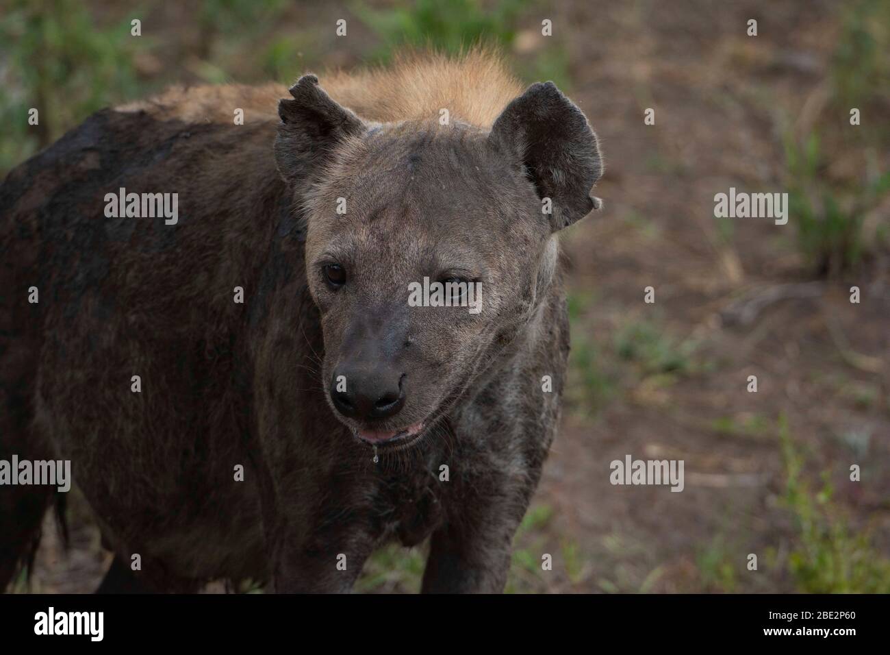 Erste Ebene Szene einer gepunkteten Hyäne. Stockfoto