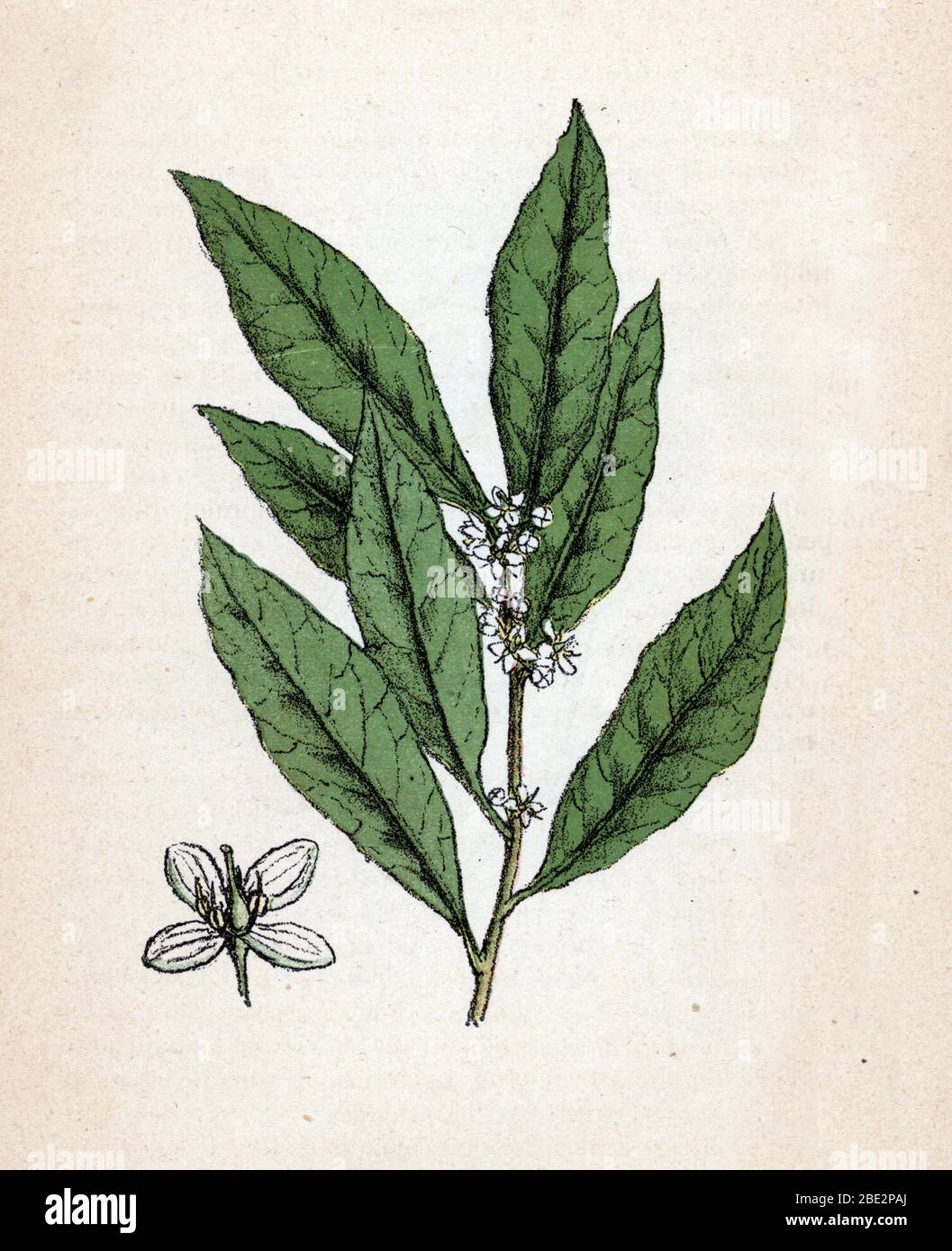 'Laurier' (Laurus nobilis) (Laurel) Planche de botanique tiree de 'Atlas colorie des plantes medicinales' de Paul Hariot, 1900 (botanische Platte aus med Stockfoto