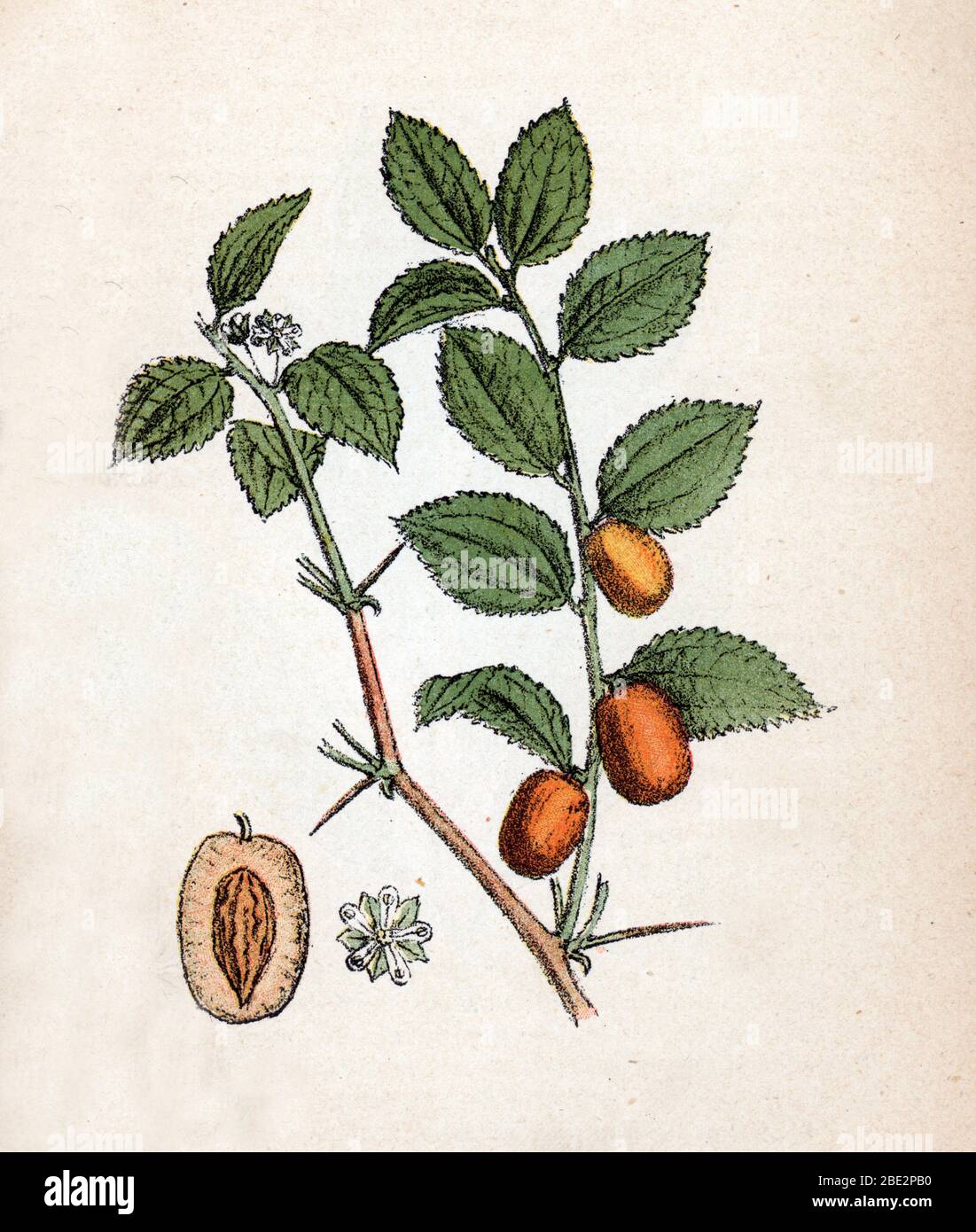 "Jujubier et jujubes" (Ziziphus jujuba) Planche de botanique tiree de 'Atlas colorie des plantes medicinales' de Paul Hariot, 1900 (botanische Tafel von Stockfoto
