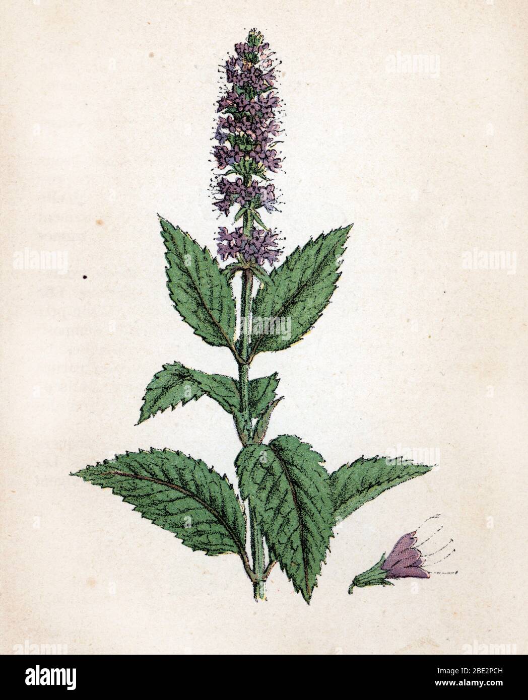 'Menthe Poivree' (Pfefferminze oder Mentha Stockfoto