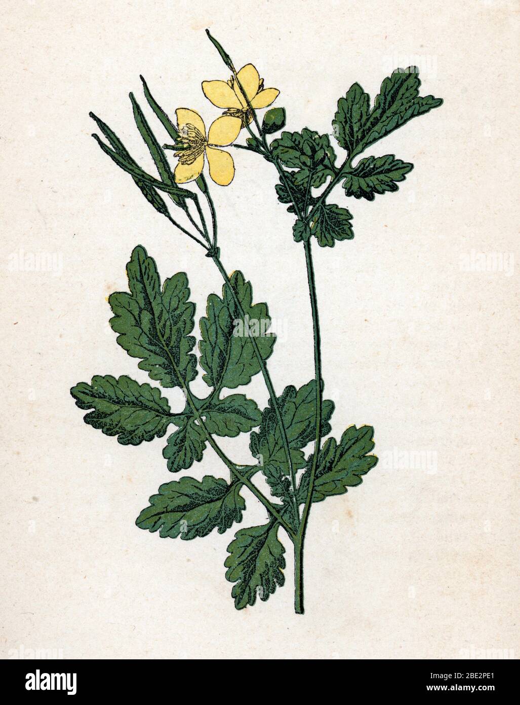 'Grande Chelidoine' (Grande eclaire ou herbe aux verrues) (Chelidonium majus) (Großcelandin, Tetterwort) Planche de botanique tyree de 'Atlas col Stockfoto