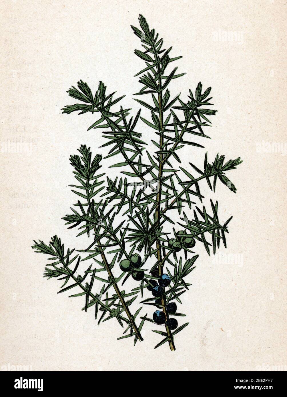 'Genevrier' (Juniperus) (Juniper) Planche de botanique tiree de 'Atlas colorie des plantes medicinales' de Paul Hariot, 1900 (Botanische Platte von Medic Stockfoto