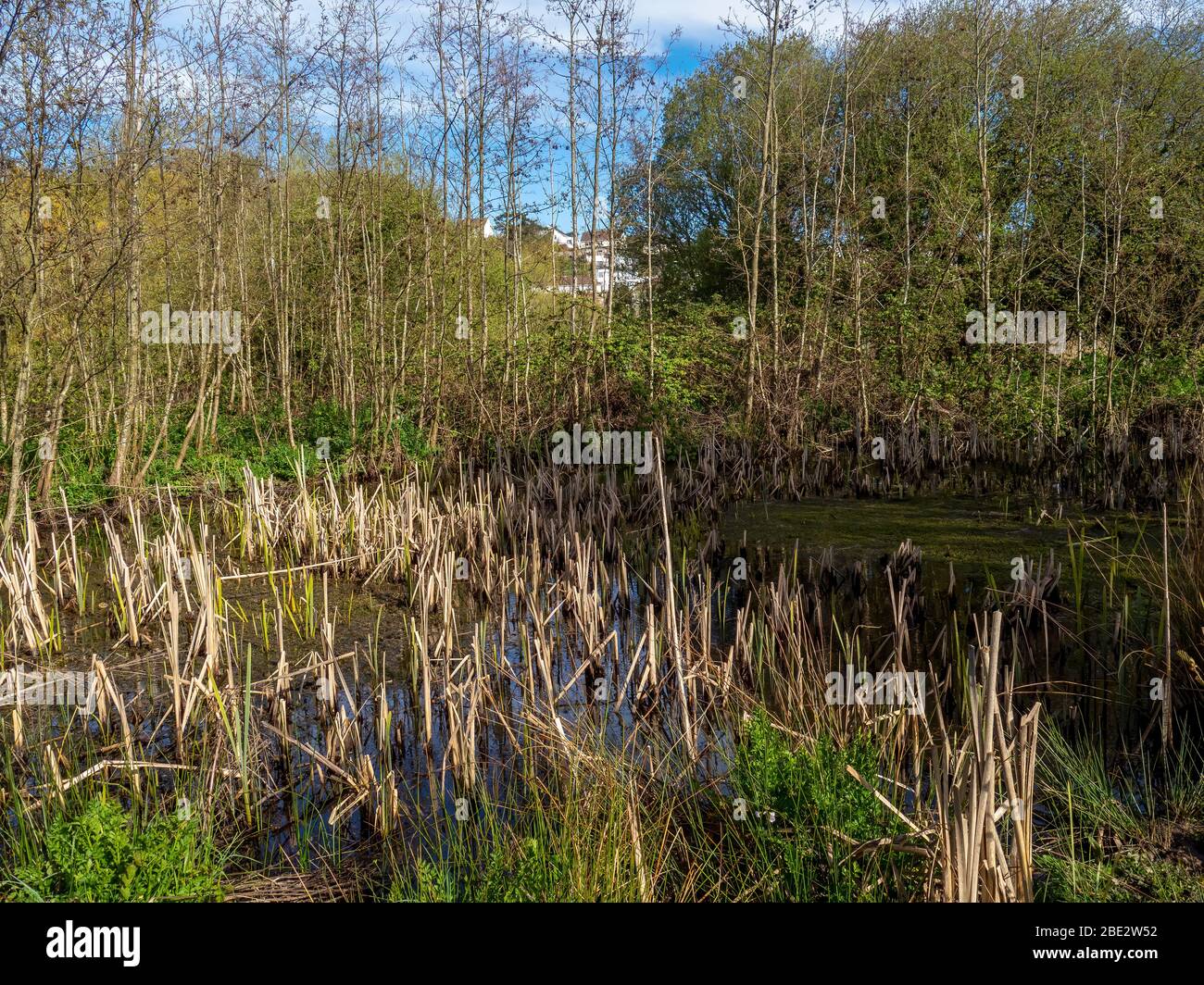 BIDEFORD, NORTH DEVON, ENGLAND - APRIL7 2020: Blick auf Sanctuary Lake in Kenwith Valley Local Nature Reserve aka LNR. Reedy Teich, natürlicher Lebensraum. Stockfoto