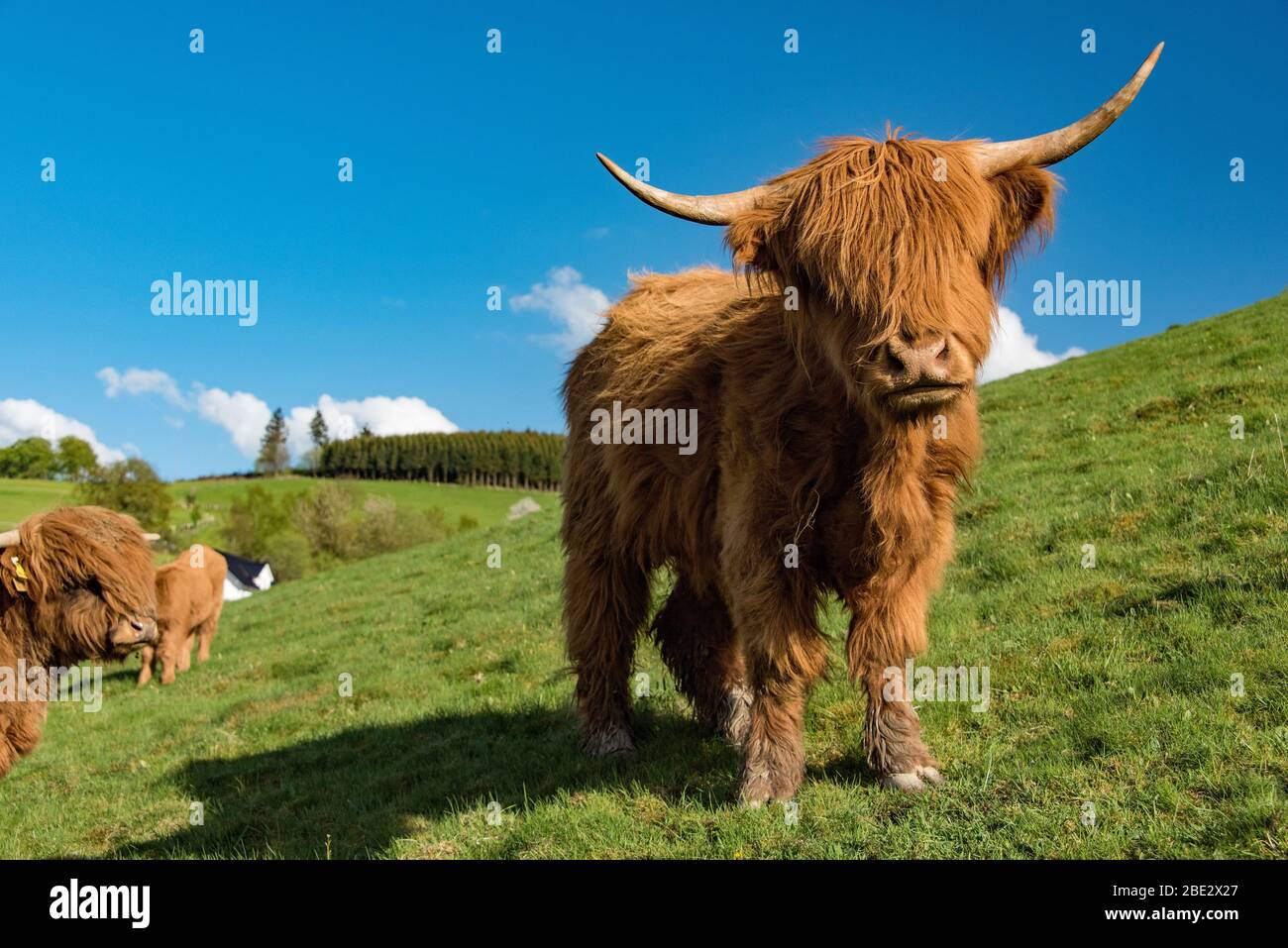 Vieh auf der Wiese im sauerland Stockfoto