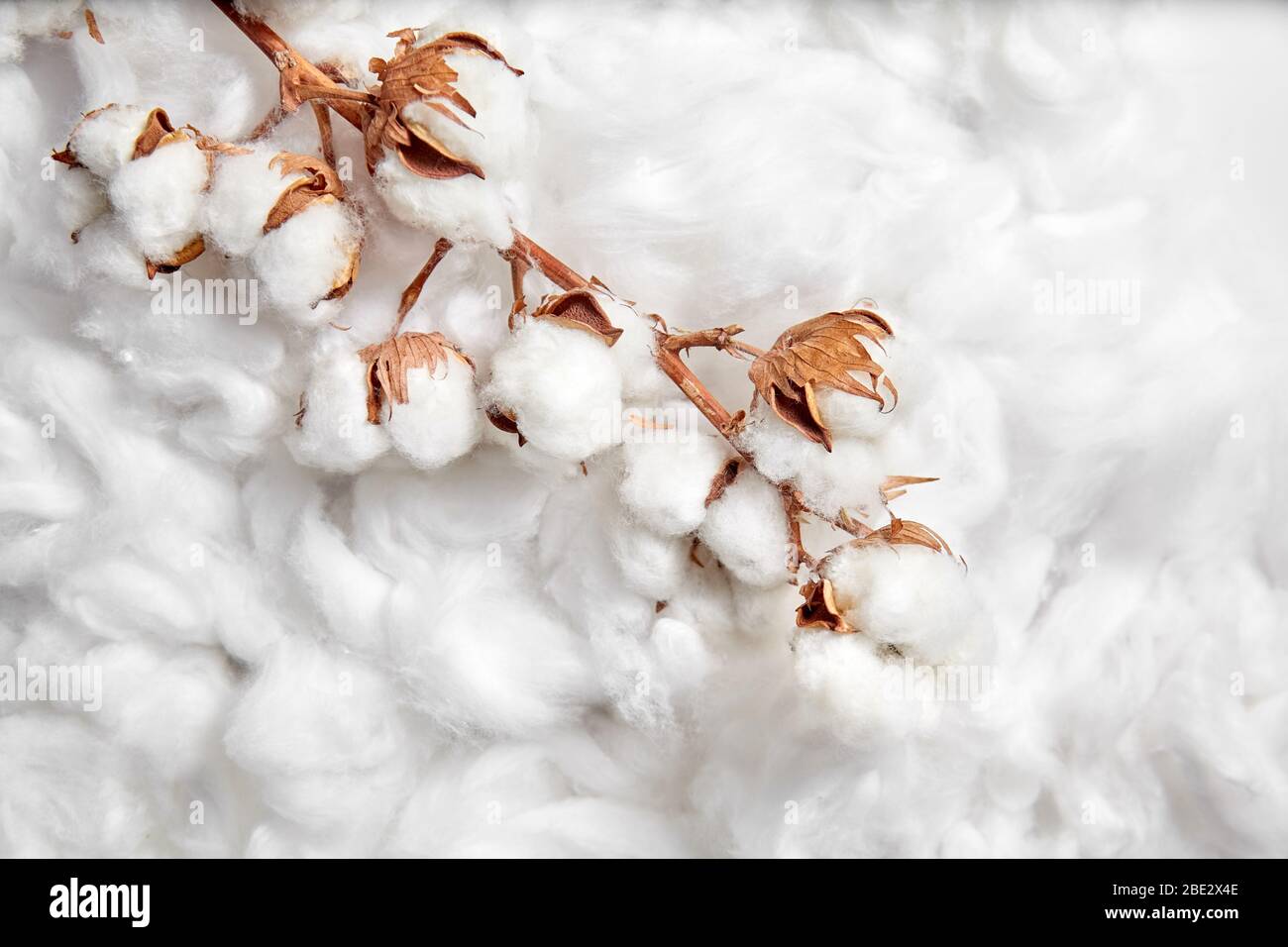 Baumwollpflanze. Zweig aus weißer Baumwolle Blumen auf weichem Hintergrund. Organisches Material, das bei der Herstellung von Naturstoffen und anderen Produkten verwendet wird Stockfoto
